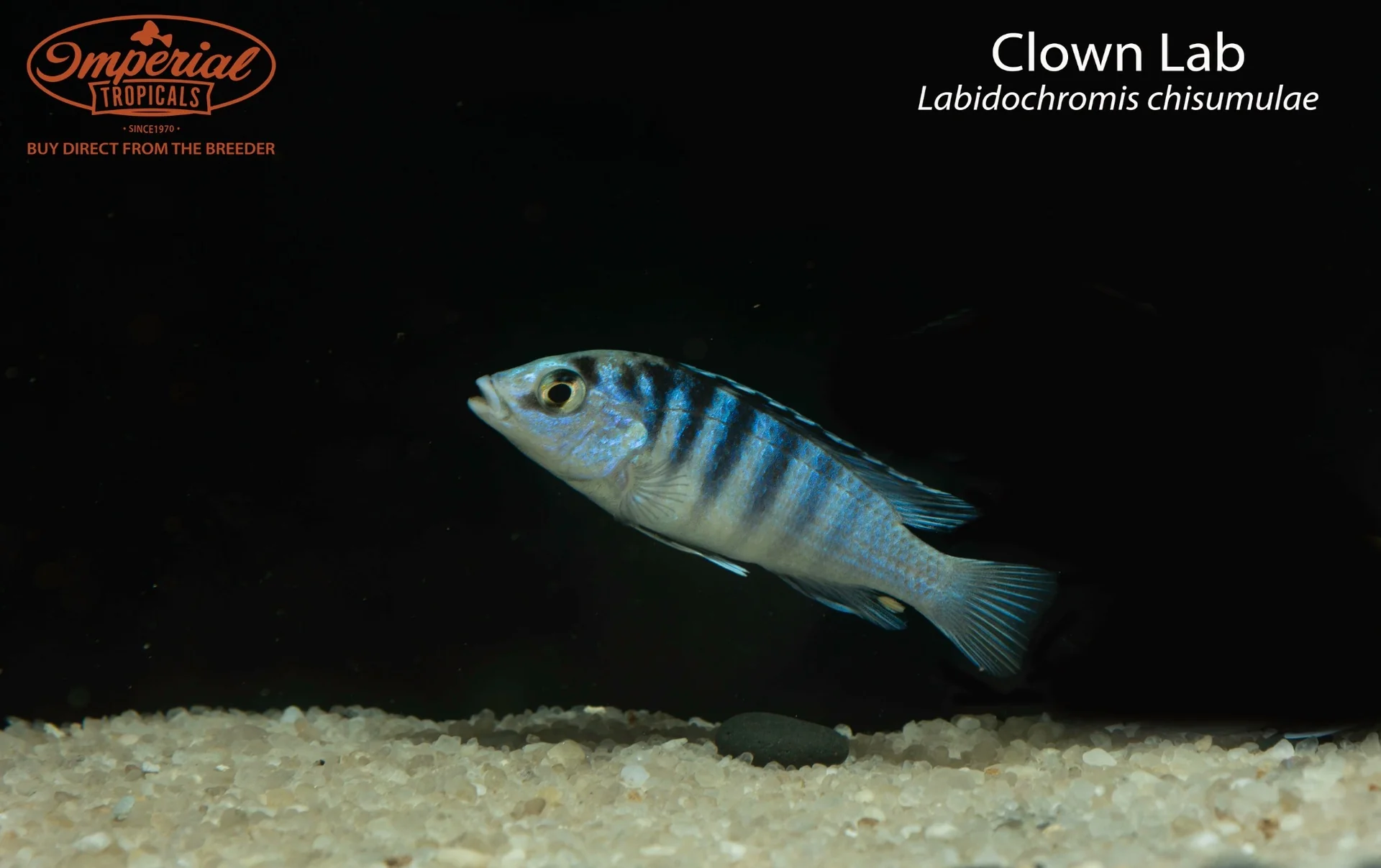 Lake Malawi cichlids