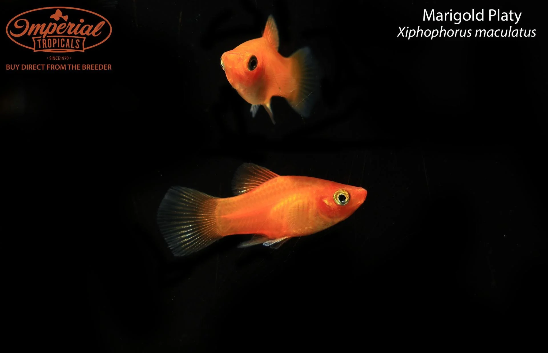 Platies